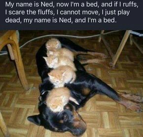 funny pics pictures funny pics lol humor fun photos jokes memes viral trending