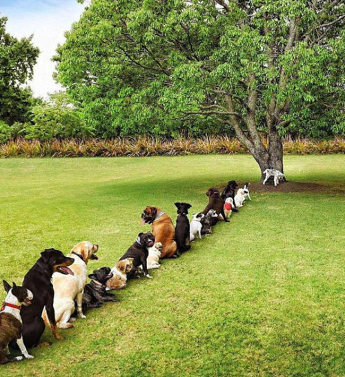 srsfunny:Deforestation Taking A Toll On The Dog Community