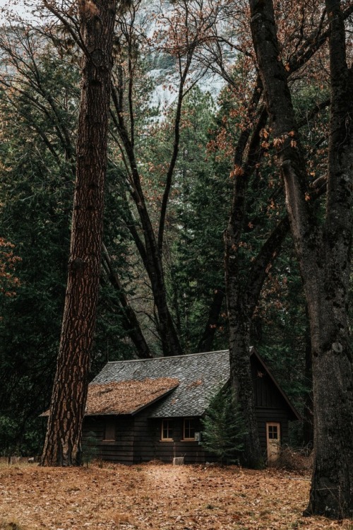 cozywilds:by Nathan Dumlao via unsplash