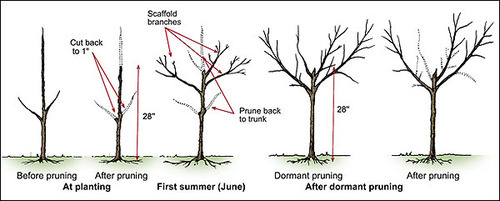 A Stroll Through the Garden with Eric — Peach Tree Pruning and Malabar ...