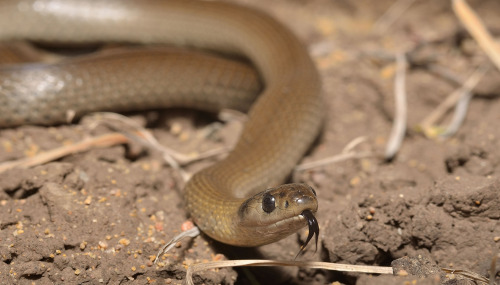 Grey Snake Hemiaspis damelii Hemiaspis Elapid Elapidae Venomous Snake