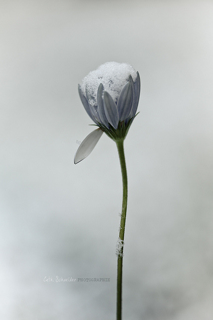 blooms-and-shrooms:1 st snow by cliccath on Flickr.