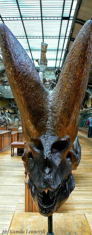 bunjywunjy:portentsofwoe:elevatorville:Arsinoitherium...