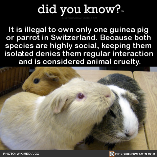 it-is-illegal-to-own-only-one-guinea-pig-or