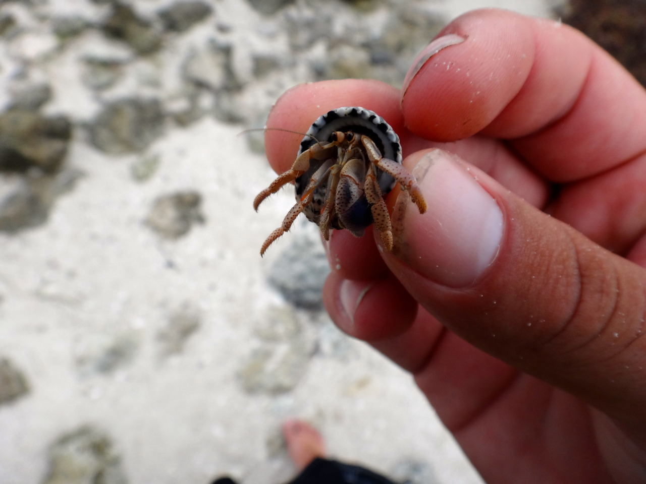 goodcopbearcop-the-wild-hermit-crabs-of-bahia