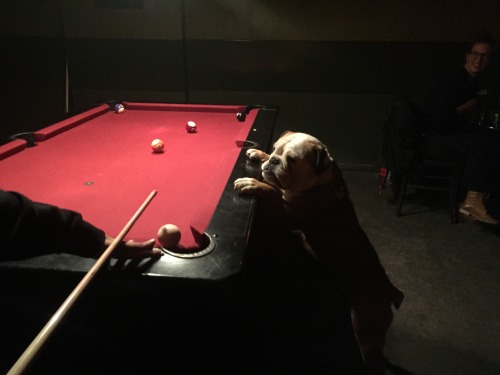 lemonsandcurls:Schwinie mag spielen Billard. 