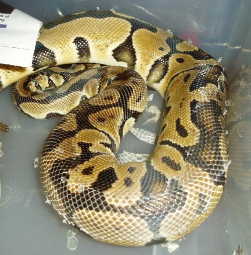 Ball Pythons: The Shedding Process - wheremyscalesslither