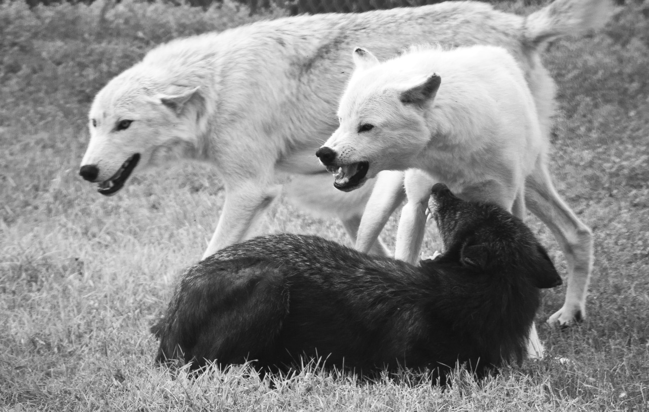 Friends on the Other Side | Black and white wolves. The black wolf is ...