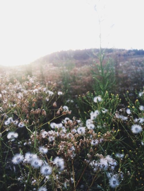 secretofthetrees:Sunset on old logging roads in Shelton,...