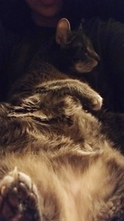 mangocatart