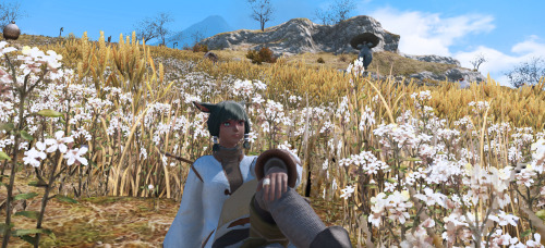 sarenhale