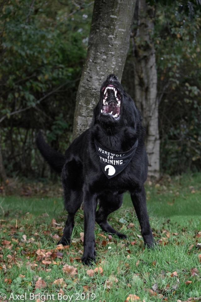 Black German Shepherd Tumblr