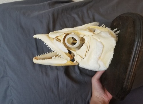 excalculus:Finished assembling the king mackerel skull!  This...