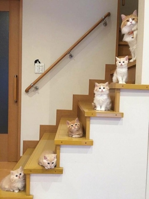 cutekittensarefun:have i introduced you to my family?