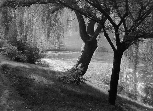 joeinct:River Landscape, Photo by Albert Renger-Patzsch, 1950s