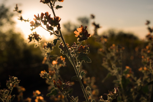 lifeinmotion84:Spring flowersMore pics can be found here:...