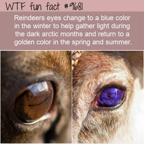 Reindeers eyes change to a blue color in the winter to help gather light during the dark arctic months and return to a golden color in the spring and summer. 