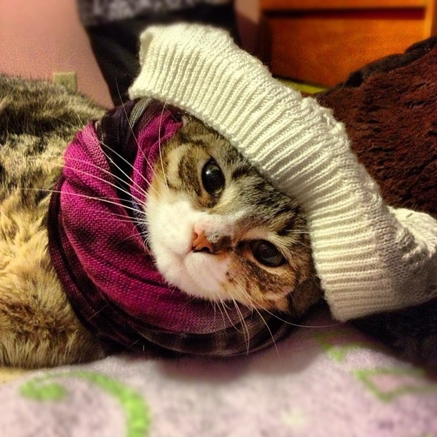 Cats of Instagram | Daily doses of original, cute, cat photos