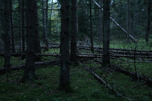 sweden forest woods trees wilderness dusk nature photography photographers on tumblr swedishlandscapes