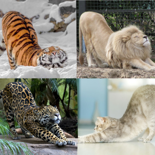 Cats will be cats, size doesn’t matter (via)