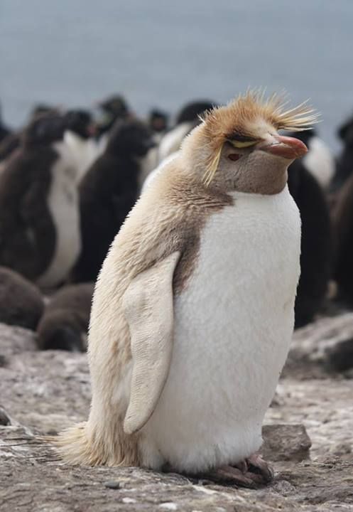 birdblogwhichisforbirds:penguins are GOOD