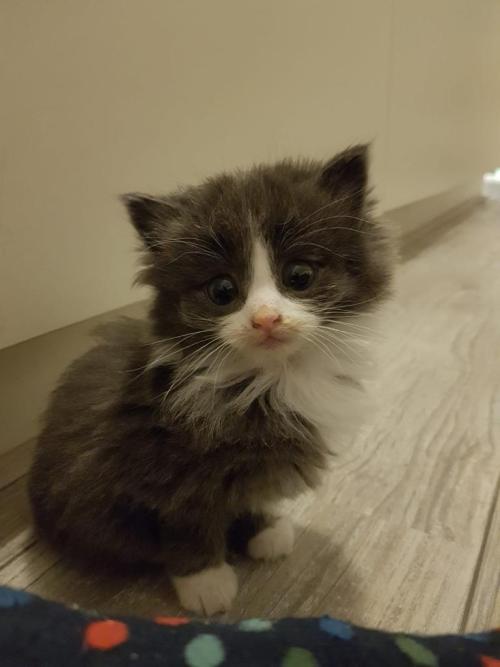 cuteness–overload:The first night with our new...