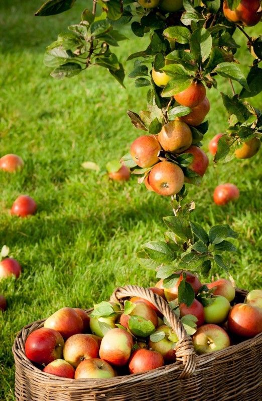 loveliegreenie | seasonalwonderment: Apple Harvest