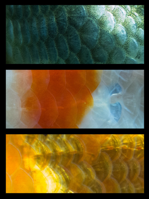 tosh-orchids:I took some fotos of the scales from my goldfish....