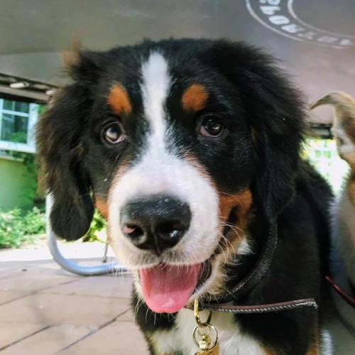 handsomedogs:This is Moss, my cousin’s bernese mountain dog! You...