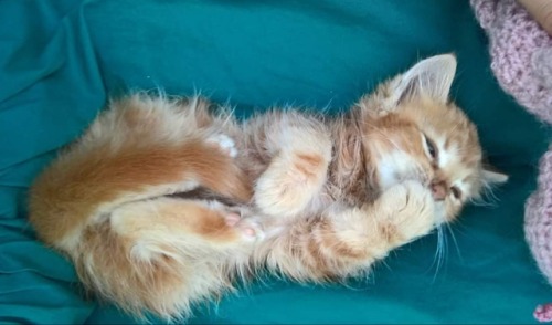 aww-cute-animals