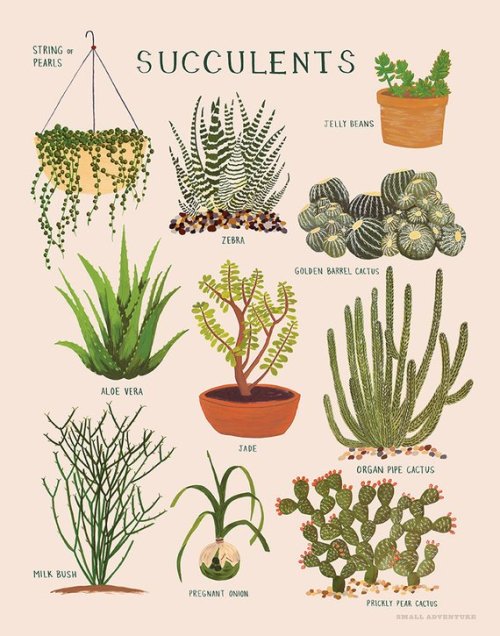 littlealienproducts:Succulents Print bysmalladventure