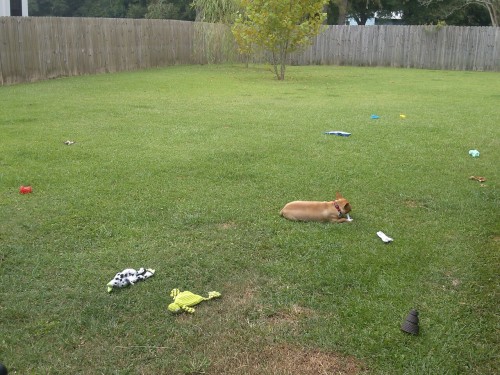 Moochie and his many toys!