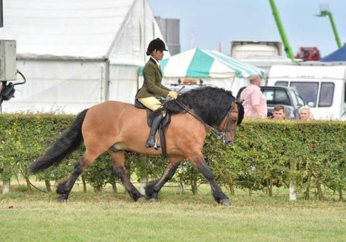 all-the-horses:Lochland Gypsy BaronWhitefield Prince Platinum...