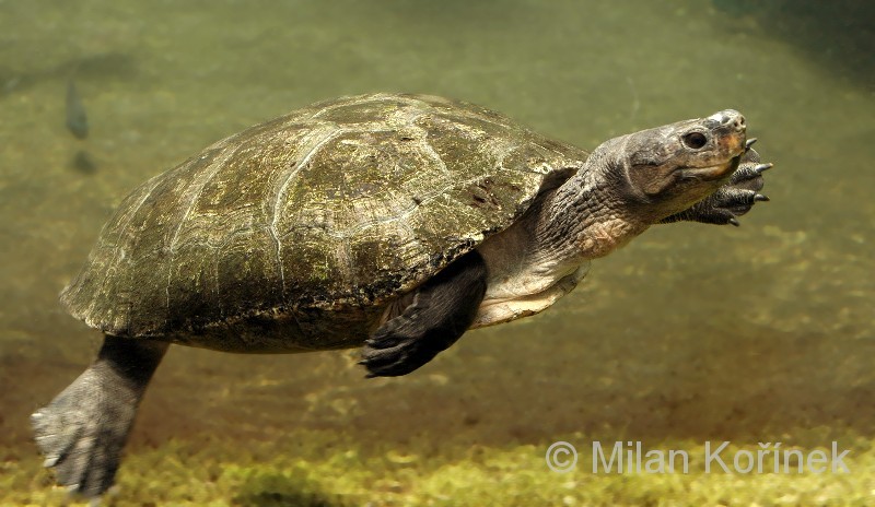 Reptile Facts - unknown-endangered: Malaysian giant turtle...