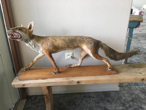 Mátame, camión! (El Tópic de la Taxidermia Chunga) - Página 8 Tumblr_pd1vc4qOgc1vwkx1bo1_500