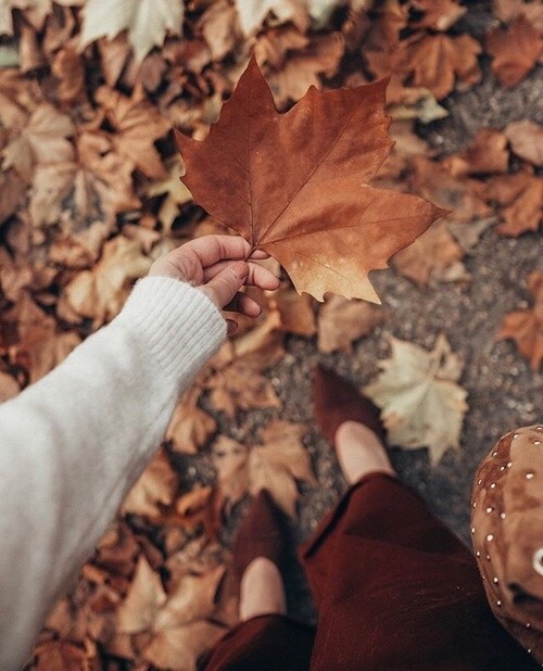 leaf on Tumblr