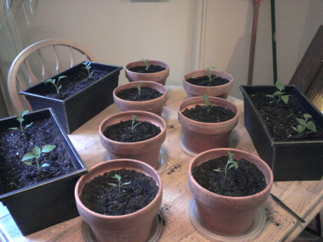 thirteen pepper sprouts in terracotta pots and plastic windowboxes