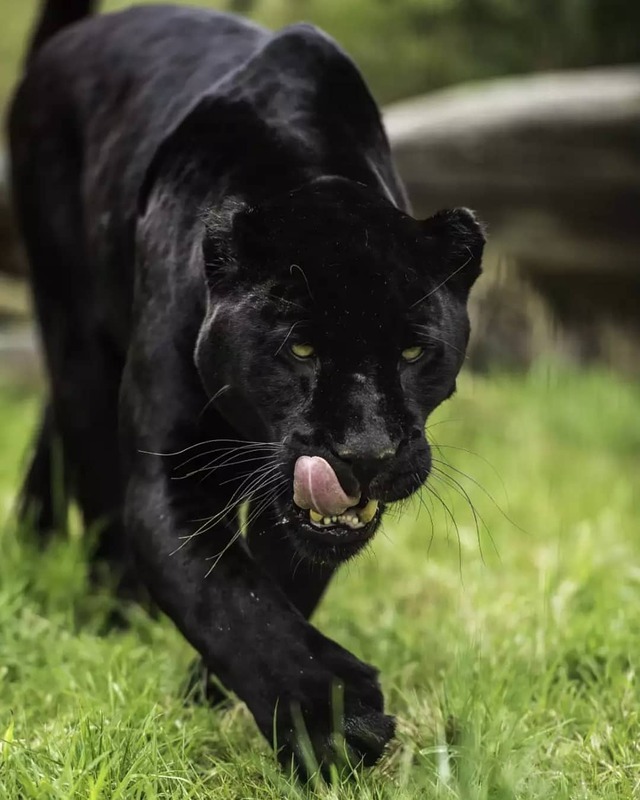 Wildlife Animals & Nature — . Black Jaguar Series. Photography by (Colin...