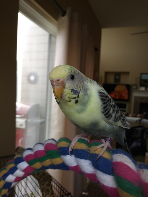 bechen:This little storm cloud of a bird probably hates me,...