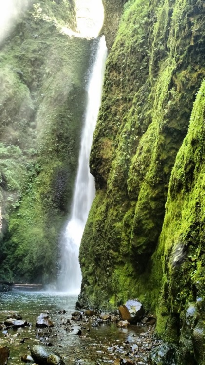 treerings-sing:Oneonta gorge, Oregon.