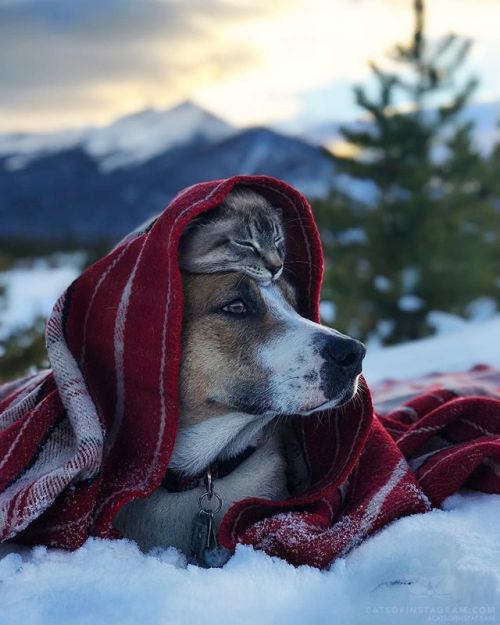 catsofinstagram:From @henrythecoloradodog: “Sometimes I feel...