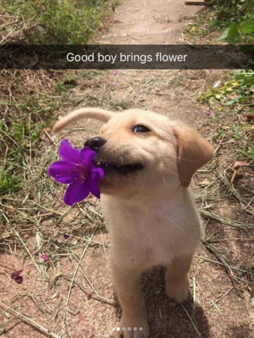 babyanimalgifs:Animal snaps