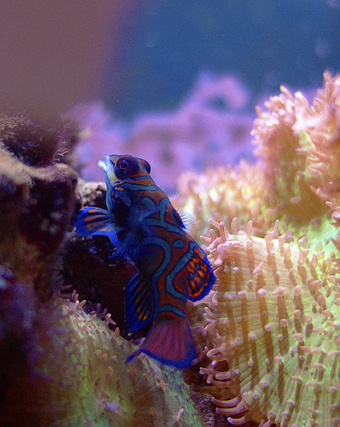 why-animals-do-the-thing:cool-critters:Mandarinfish...