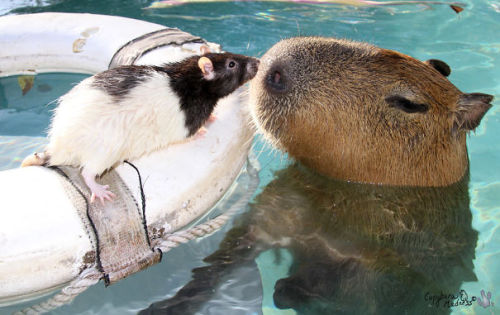 yveinthesky:boredpanda:Why Do Animals Like Capybaras So...