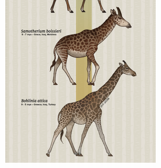 The Casual Paleoartist • Evolution Series: Reaching Ever Higher Giraffes...