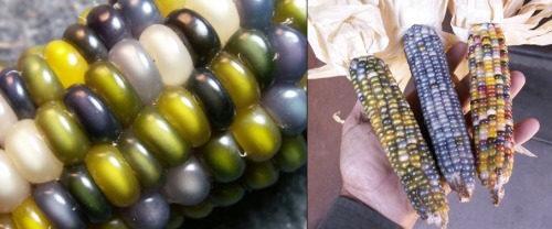 Glass Gem Is A Unique Strain Of Corn With Kernels Did You Know