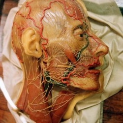 physiologicdeadspace