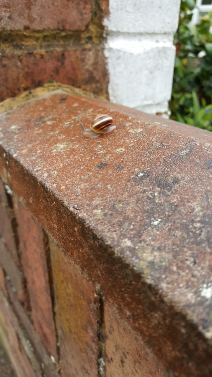 Tiny snail made it up the wall