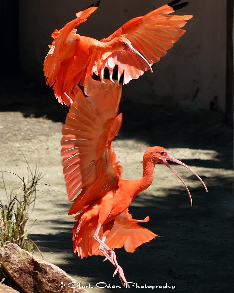 Funny Wildlife • funnywildlife: Scarlet Ibis. © 2013 Clark Oden...