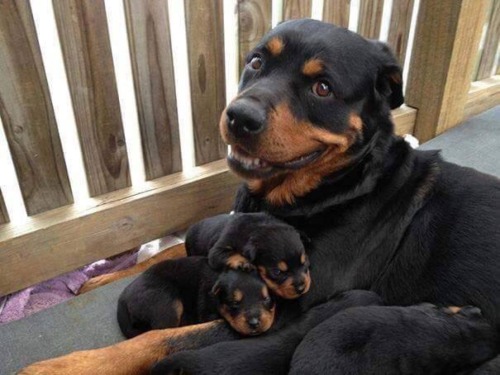 nomtheburritos:fluffytherapy:Moms and Mini Mes.The...